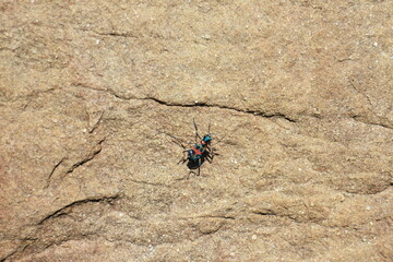 岩の上のハンミョウ