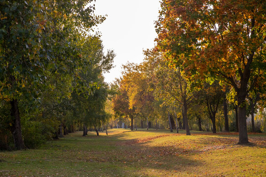 A park with an autumn forest