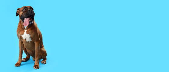 Sitting Boxer dog on light blue background with space for text