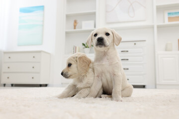 Cute little puppies on white carpet at home