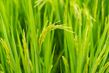 green paddy on field at horizontal composition