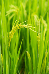 green paddy on field at vertical composition