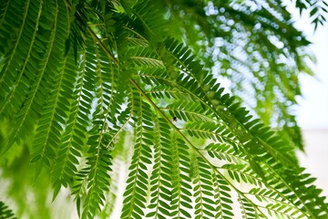 Babysitting Little Brown