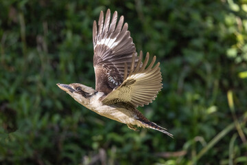 Australian Laughing Kookaburra in flight
