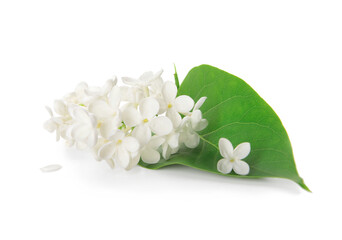 Branch of beautiful lilac flowers with leaf on white background
