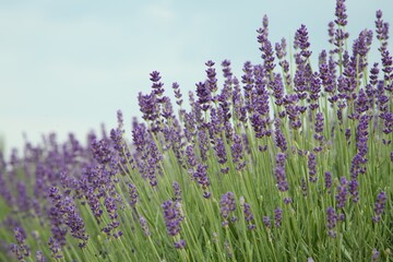 Naklejka premium Beautiful blooming lavender growing outdoors, closeup view