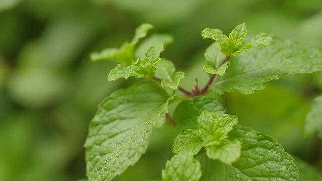 Close-up shot of Mint leaf with fresh and wet ambient. Natural fresh and cool herb