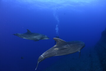 Naklejka premium Dolphins 
