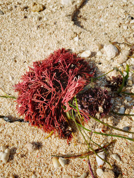 Gracilaria or Red Algae in beach
