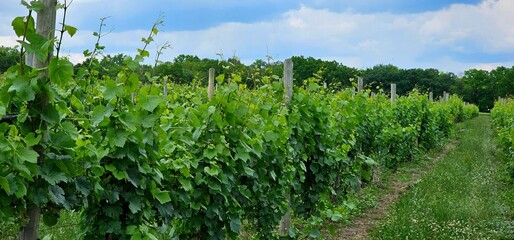 Fototapeta na wymiar Wine Vineyard, Looking Down a Long Row of Grape Vines on a Clear Day