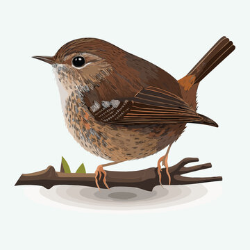 vector cute wren cartoon style
