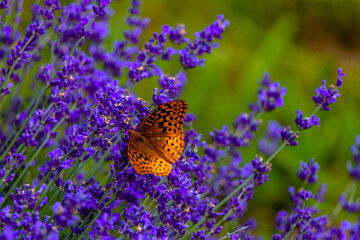 Butterfly in the lavender field