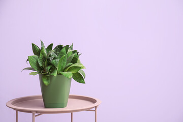Green houseplant on table against lilac background