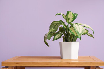 Green houseplant on table near lilac wall