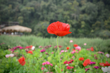 Red and white flowers Of the Royal Agricultural Station Angkhang In Chiang Mai, Thailand, background images, nature