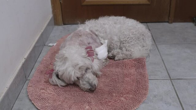 Perro herido por una mordida de un perro grande.