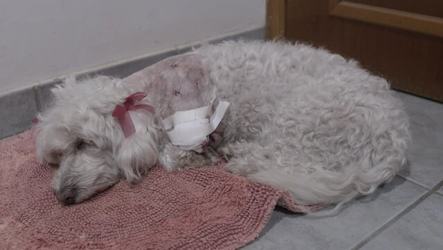 Perro herido por una mordida de un perro grande.