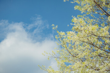 sakura flower and landscape