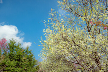 sakura flower and landscape