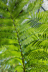 close up of fern leaf background. green leaf abstract background in rainforest jungle