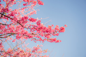 sakura flower and landscape