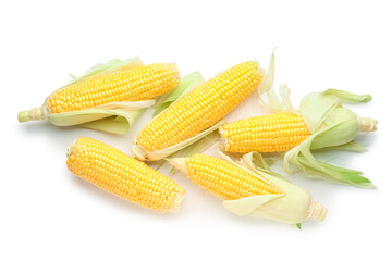 Many fresh corn cobs on white background