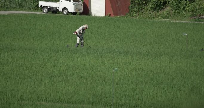 夏に田んぼ周りの草刈りをする男性