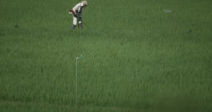 夏に田んぼ周りの草刈りをする男性