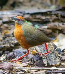 Russet-crowned Crake
