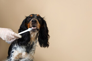 Female veterinarian brushing cocker spaniel's teeth near beige wall, closeup