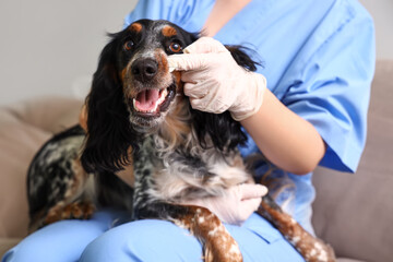 Female veterinarian brushing cocker spaniel's teeth in clinic, closeup