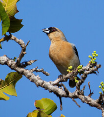 Cinnamon Tanager