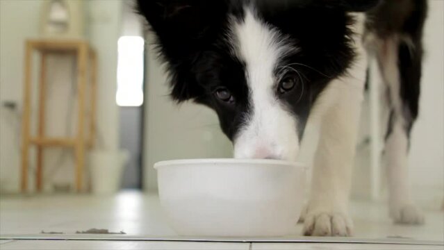 black and white collie dog drinking from a bowl
