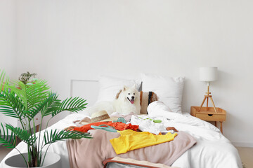 White Samoyed dog with summer clothes in bedroom