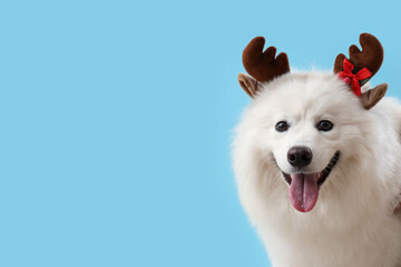 White Samoyed dog in reindeer horns on blue background, closeup