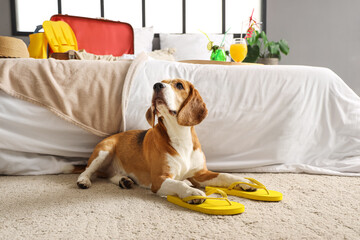Cute Beagle dog with flip-flops in bedroom