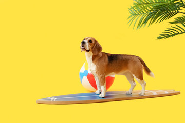 Cute Beagle dog with surfboard and beach ball on yellow background