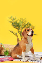 Cute Beagle dog with beach accessories on yellow background