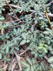mimosa plant in nature garden