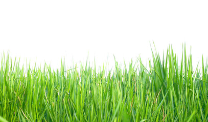 green grass  on transparent background (PNG) 
