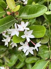 Carissa carandas flower in nature garden