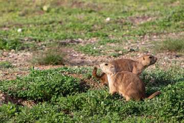 Two Prairie Dogs Laying Down