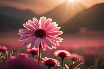 pink cosmos flower