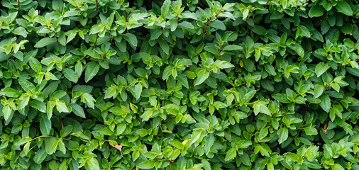 foliage plant background. hedge wall of green leaves.
