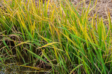 Rice leaf turn into yellow caused of overfertilization. Nitrogen can also make your grass turn...