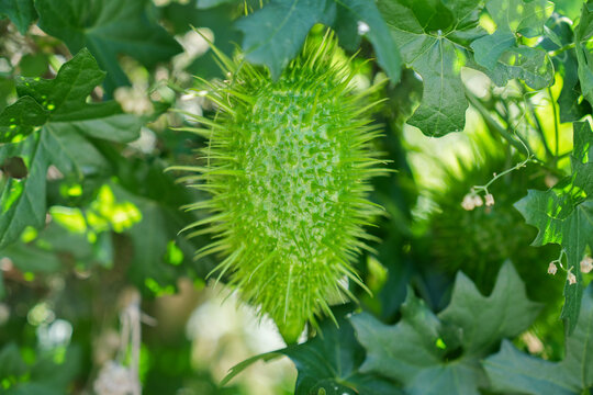 Close-up of spiky wild cucumber plant