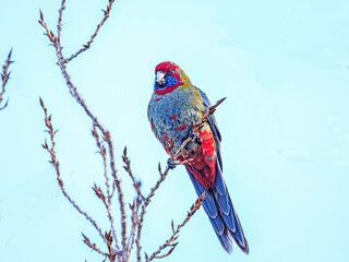 Red Green Rosella Mouth Full