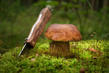 Close up Bolete mushroom near knife in the woods
