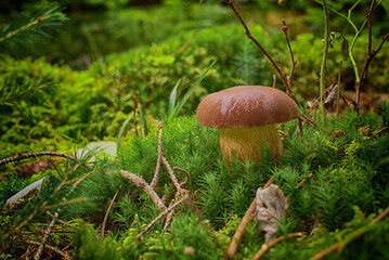 Wild Boletus Mushroom growing on lush green moss