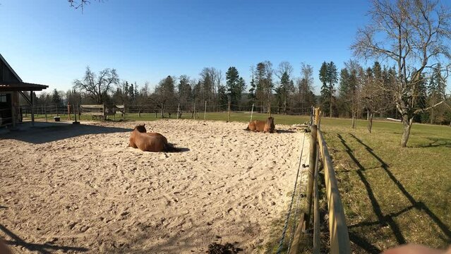 Pferde im Offenstall liegen im Sand Paddock und schlafen